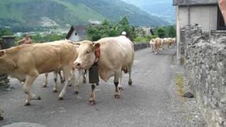 Transhumance in the Vallee dOssau  Pyrenees France [upl. by Auhso]