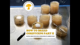 How to Breed Cordyceps Part 2 Combining single ascospore isolates [upl. by Beutler]