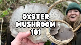 Oyster Mushrooms 101  How to Find Identify amp Preserve Your Wild Food AND How To Grow Your Own [upl. by Neil]