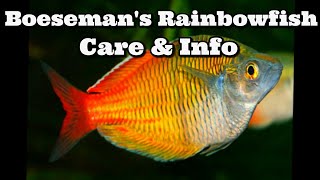 Boesemans rainbowfish Care and Information  Boesemani rainbowfish [upl. by Cesaria87]