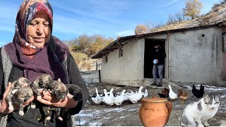 DAĞDA 4 GÜNDÜR EVE GELMEYEN KÖPEĞİMİZİ YAVRULARI İLE BERABER BULDUK  ÖZLENEN KAHVALTI [upl. by Nassah966]