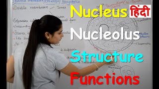 Nucleus Structure amp Functions in Hindi  Nucleolus  Nuclear Membrane  Nucleoplasm [upl. by Llen]