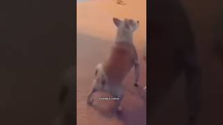 Look at this dog twerking 🤯😂funny pets funnyshorts [upl. by Valma]