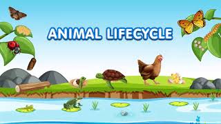 Animal Lifecycles for Kids  Learn About Animals and Insects Reproduction Cycle [upl. by Yenterb]