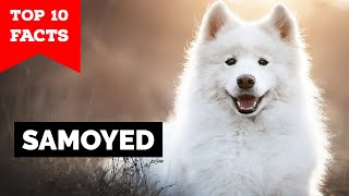 Samoyed  Top 10 Facts [upl. by Beau491]