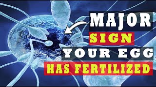 Egg and Sperm Meet Symptoms – Major Signs Your Egg Has Been Fertilized 5 INDICATIVE SYMPTOMS [upl. by Oremor53]