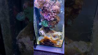 Reef Tank FEED LESS BE PATIENT reeftank nanoaquarium nanoreef [upl. by Silisav]