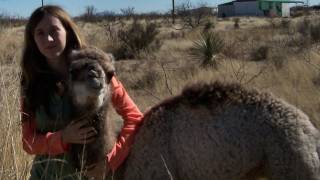 Camel Training Cushing on Vocal Command [upl. by Chris855]