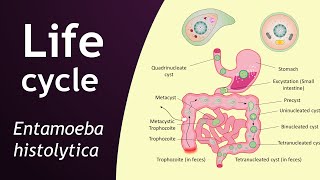 Life cycle of Entamoeba histolytica  parasitology  Basic Science Series [upl. by Annais]