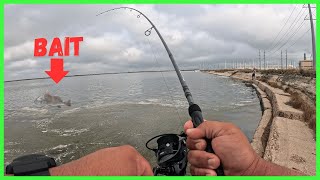 Hot Black Drum Action On Dead Shrimp  Corpus Christi [upl. by Akihsan]