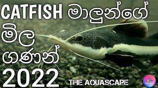 Catfish price in sri lanka catfish මාලුන්ගේ මිල ගණන් SL Monster Academy [upl. by Amirak]