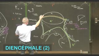 Anatomie du diencéphale 2 Neuroanatomie 7 [upl. by Jodoin]