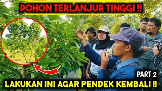 POHON TINGGI JADI PENDEK KEMBALI ‼️ LAKUKAN CARA INI ‼️ PELATIHAN BUDIDAYA ALPUKAT  PART 2 [upl. by Nosreffej490]