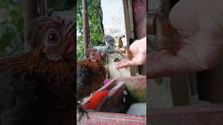 La Copetona pidiendo agua 🥰🐔 cuteanimals gallinas [upl. by Willmert]