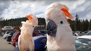 Hilarious cockatoos have a party in the parking lot [upl. by Baxy810]