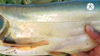 Big fish wallago attack  spoon fishing video  amazing fishing video Nfishings [upl. by Dnalor]