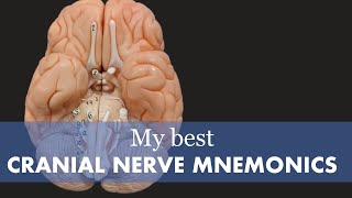 Cranial Nerve Mnemonic [upl. by Eirovi]