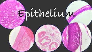 Epithelial tissue explained with histology slides for examination [upl. by Adiari]