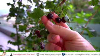 Jostabeeren 😍 ein echter Geheimtipp für den Garten [upl. by Ainegue]