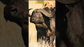 quotBrave Buffalo Defies Lions to Rescue Her Friends  Epic Wildlife Rescuequot [upl. by Annert523]