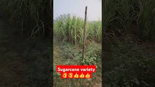 Sugarcane variety AurFactsk1b [upl. by Dann]