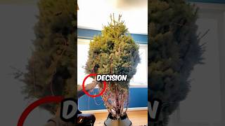 Christmas tree unboxing gone wrong😱🎄 [upl. by Booth651]