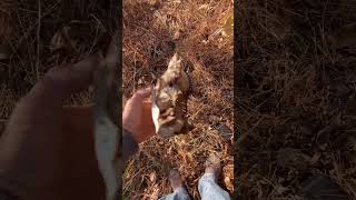 Found a Deer skull while antique bottle hunting [upl. by Ominorej790]