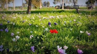 A Primavera em Israel  Pessach  Pascoa Judaica  Passover  Spring in the Holy Land [upl. by Drarehs155]