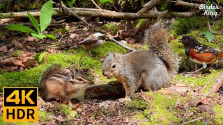 Cat TV for Cats to Watch 😺 Lovely Birds Funny Squirrels Sunny Spring 🐿 8 Hours 4K HDR [upl. by Enidlarej]