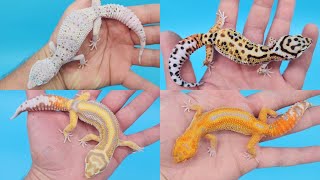 MORPHMADNESS  Discussing your FAVORITE leopard gecko MORPHS [upl. by Kcid]