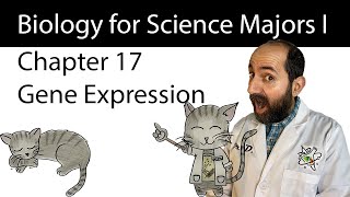 Chapter 17 – Gene Expression From Gene to Protein [upl. by Eiramanel]