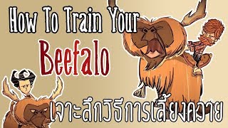 Dont Starve Together  How to train your Beefalo เจาะลึกวิธีการเลี้ยงควาย [upl. by Hyacinthie885]