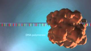 DNA replication  3D [upl. by Yessydo]