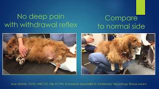 Differences between nociception and withdrawal reflex in animals [upl. by Yllah]