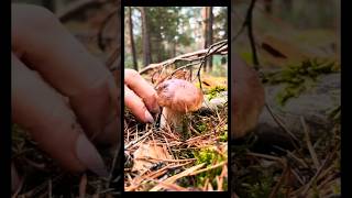 funghi porcini boletus food new [upl. by Odnomor974]