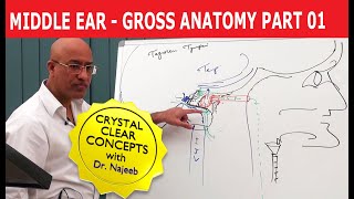 Middle Ear  Gross Anatomy  Part 19 [upl. by Enaoj800]