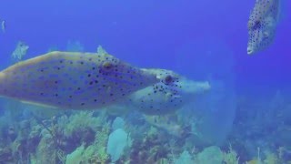 Scrawled Filefish [upl. by Mildrid38]