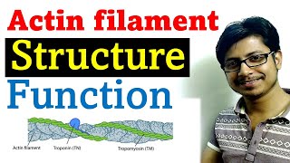 Actin filament structure and function  microfilament structure and function [upl. by Luciano]