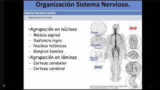 UTI 3 Corteza cerebelosa 060624 [upl. by Kaenel]