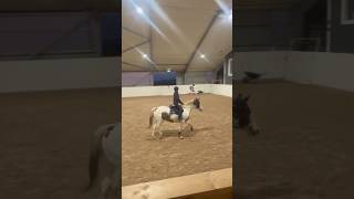 Bamse ❤️ music equestrian horse animal pony horseing riding jumping showjumping [upl. by Parry692]