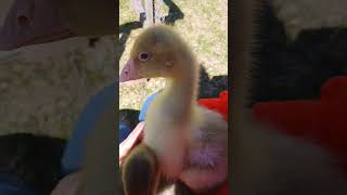 Floki the distraction So fluffy and soft goslings babyanimals sebastopol love fluffy fun [upl. by Eilliw]