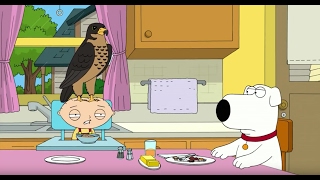 Peters Pet Falcon  Family Guy [upl. by Lalita]