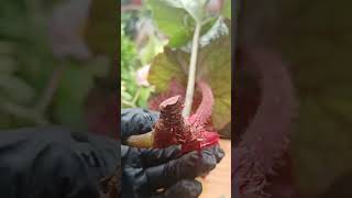 Begonia Stem Cuttings Propagation in soil planti plantpropagation [upl. by Ehcor198]