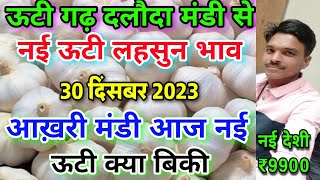 दलोदा मंडी आज का नई ऊटी देशी लहसुन का भाव 30 दिसंबर 2023 new ooty garlic rate todanai lahsun bhav [upl. by Enelahs]