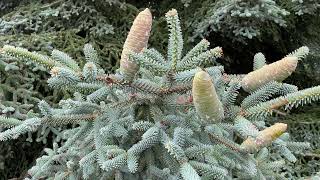 Blue spruce at Kew  July 2023 [upl. by Toft]