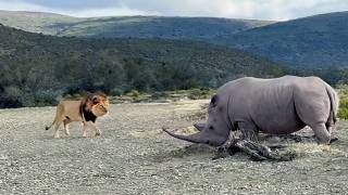 Rhino Stabs At Male Lion With Its Horn [upl. by Nnylhtak]