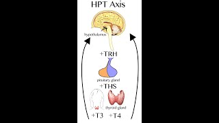 Introduction to HPT Axis Hypothalamic Pituitary Thyroid Axis [upl. by Anear]