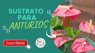 【 SUSTRATO】 para 🌺 ANTURIOS en Maceta🌱 la mejor [upl. by Leinehtan894]