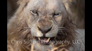 White Lions of Timbavati [upl. by Ayrb]