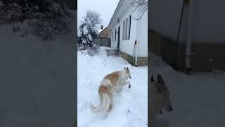 Borzoi Russian Wolfhound [upl. by Odyssey]